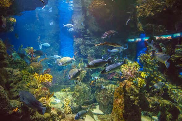 Ingresso do L’Aquàrium de Barcelona