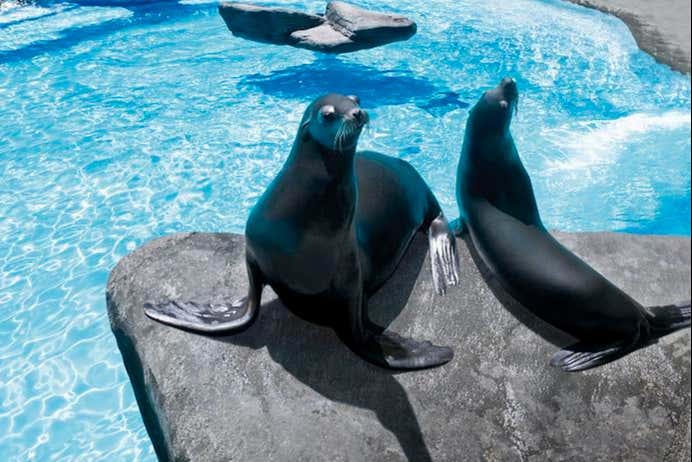 Leões-marinhos no Zoo de Barcelona