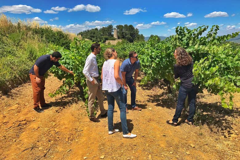 Visitando as vinhas do Penedès